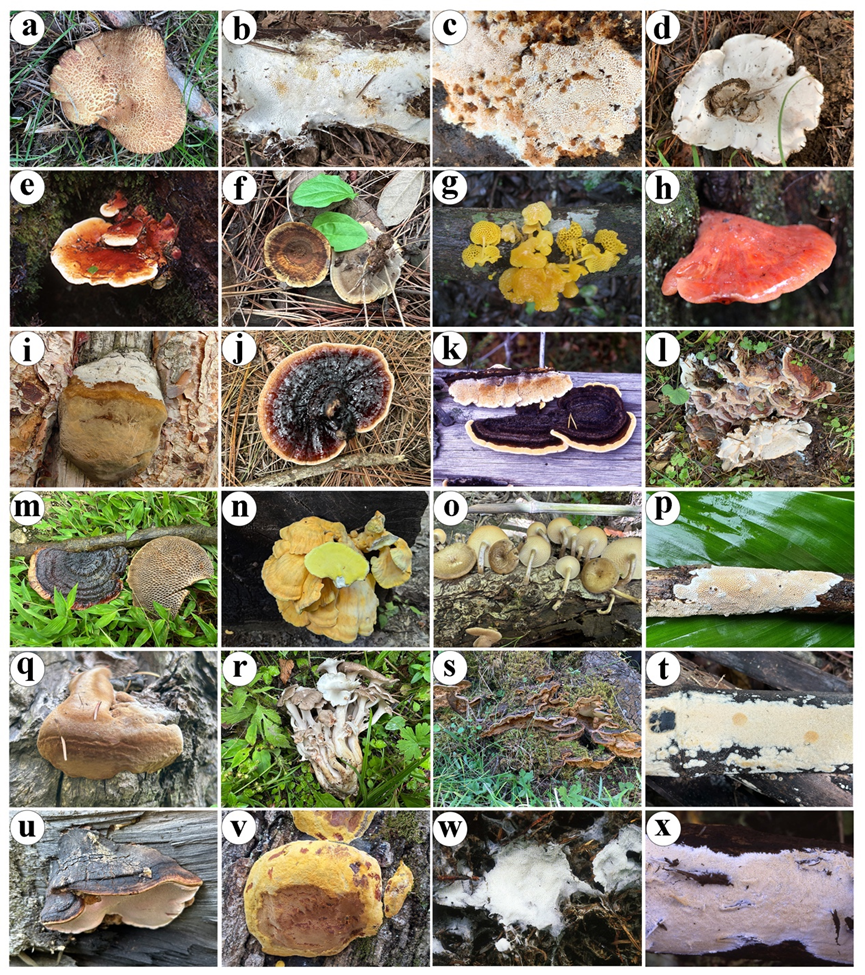 Global polypore diversity and distribution patterns